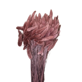 Lagurus prune sombre 100grs