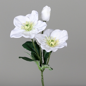HELLEBORE 3 FLEURS blanche 34CM
