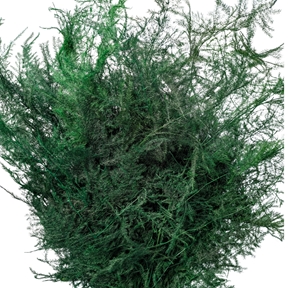 Asparagus plumoso vert x15