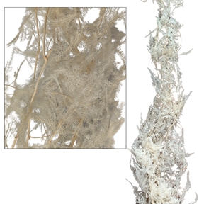 Asparagus plumoso blanc ht 140cm