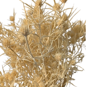 Eryngium blanc x10