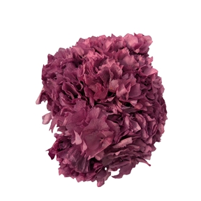 Hortensia stabilisé violet