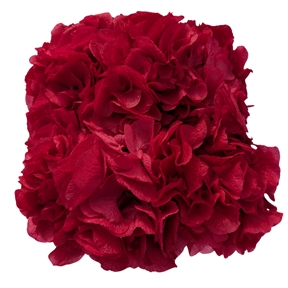 Hortensia stabilisé magenta