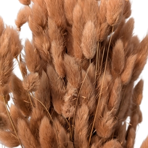 Lagurus caramel 100grs