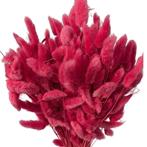 Lagurus magenta 100grs