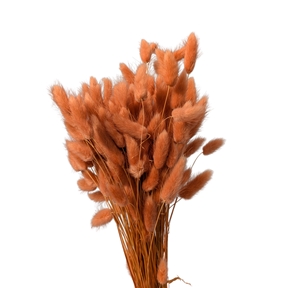 Lagurus papaye 100grs