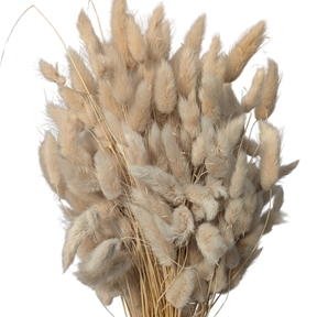 Lagurus sable 100grs