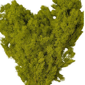 Ming ferm vert pomme