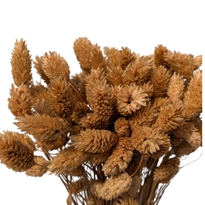 Phalaris caramel x 100grs