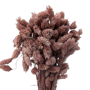 Phalaris poupre x 100grs