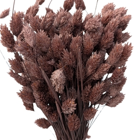 Phalaris prune sombre x 100grs