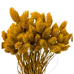 Phalaris moutarde x 100grs