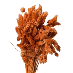 Phalaris papaye x 100grs