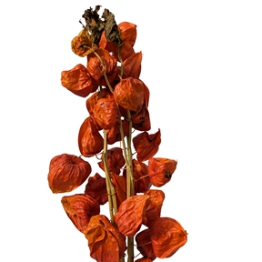 Physalis naturel orange