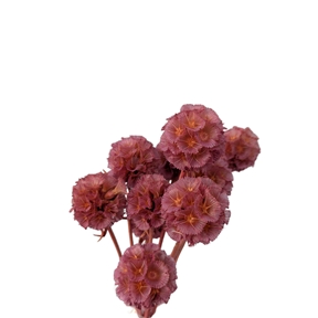 Scabiosa orchidée