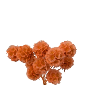 Scabiosa papaye