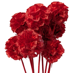 Scabiosa rouge x 10 tiges