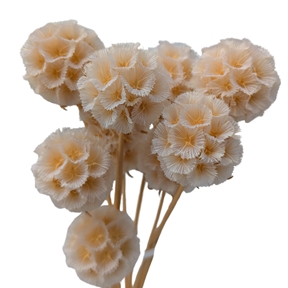 Scabiosa blanche x 10 tiges