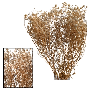 Gypsophile panicula naturel
