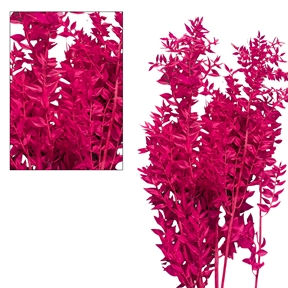 Ruscus magenta 150gr