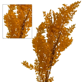 Ruscus orange 150gr
