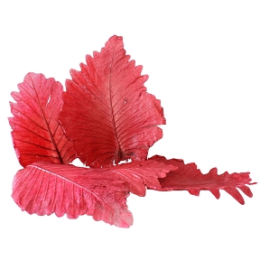 Feuille de caban rouge (x5)