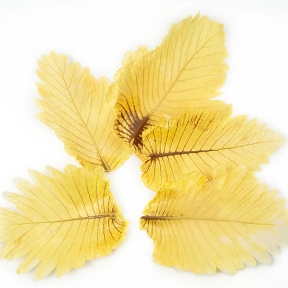 Feuille de caban jaune (x5)