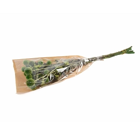 Echinops stabilisée vert pomme 200grs