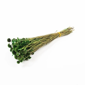 Wild Daisy stabilise vert pomme