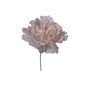 Pivoine beige ht 16cm