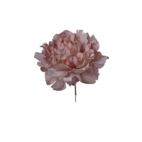 Pivoine vieux rose ht 16cm