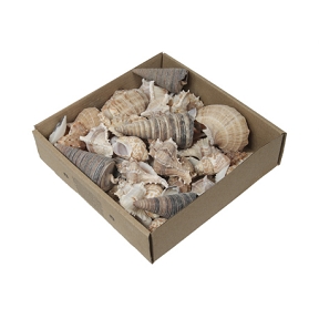 Assortiment coquillages x 500grs