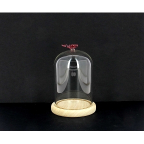 Cloche verre socle bois + papillon rose ø10 ht 12cm