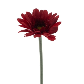 Gerbera minako rouge 47cm