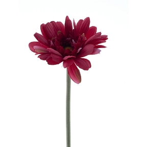 Gerbera minako beauty 47cm