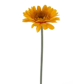 Gerbera minako jaune 47cm