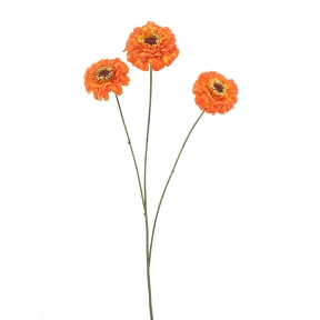 Zinnia orange 60cm