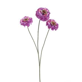 Zinnia violet 60cm