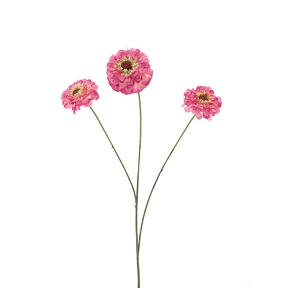 Zinnia vieux rose 60cm