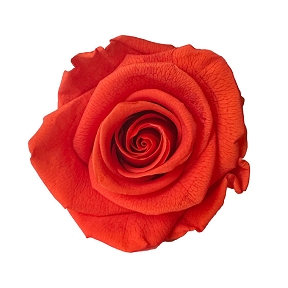 Rose stabilisée terracotta x 6