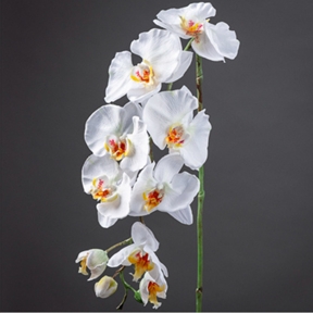 Phalaenopsis blanc 102 cm