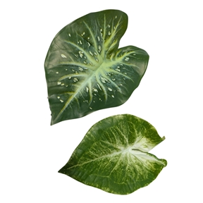 1 x Feuille de caladium 60 cm
