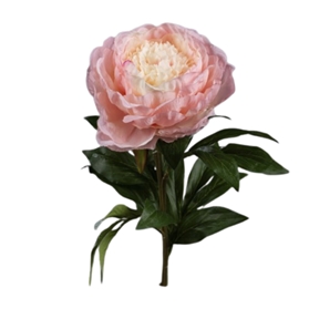 Pivoine crème rose 68 cm