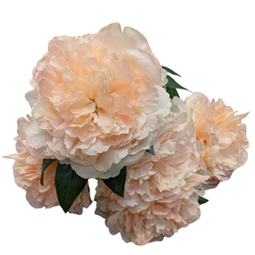 Bouquet pivoine saumon 55 cm