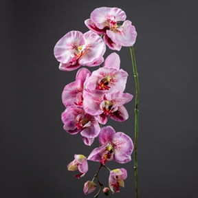 Phalaenopsis rose fuchsia 102 cm