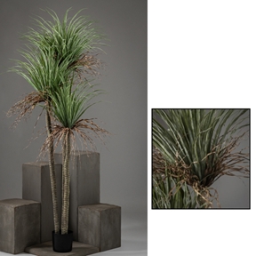Dracaena 3 cannes ht 220 cm