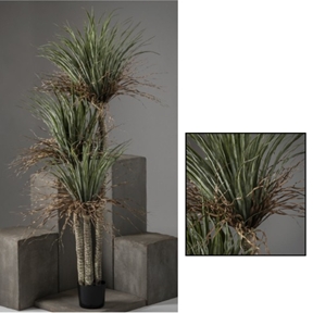 Dracaena 3 cannes ht 170 cm
