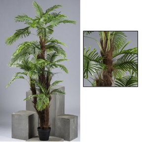 Coco 5 cannes ht 240 cm