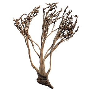 Palm coral naturel x8