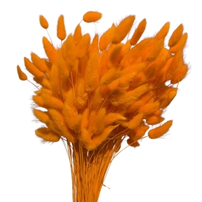 Lagurus abricot 100grs